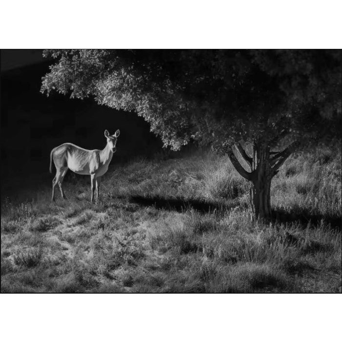 Fotopułapka REOLINK Camovue 8MP LTE Talon Series S130